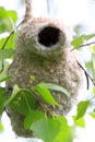 Poland, Biebrzanski National Park Ã¢â¬â Nest of an European Penduline Tit bird Ã¢â¬â latin: Remiz pendulinus